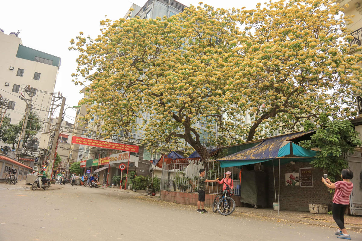 Theo người dân quanh đây, năm nay hoa nở sớm hơn mọi năm. Vẻ đẹp "khó cưỡng lại" của loại hoa này trong tiết trời tháng 2, khiến nhiều người dân thích thú đến check in và chụp hình lưu niệm. Ảnh: L.A..