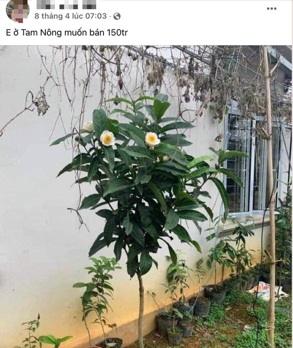 Cây hoa bạch hải đường được rao bán trên mạng xã hội với giá 150 triệu đồng.