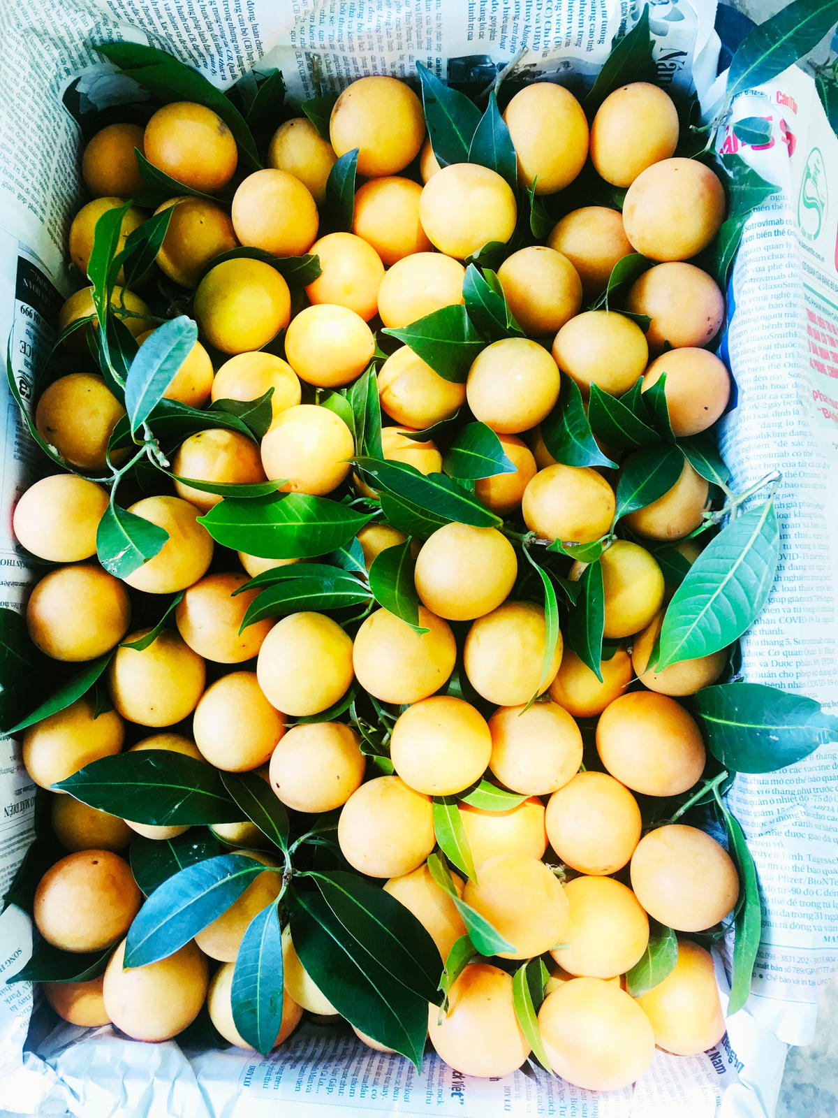 Trái thanh trà loại nhất được lựa chọn kỹ bỏ vào sọt để đóng gói.  