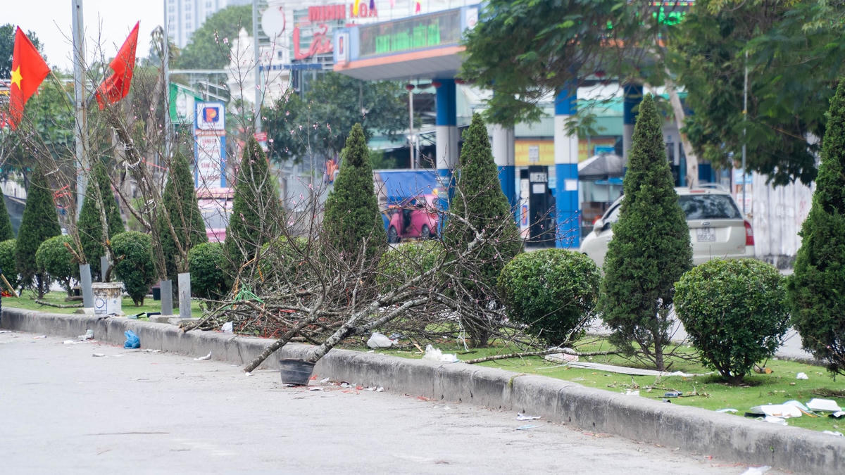 Các tiểu thương dựng cây dọc ven đường nhằm thu hút khách. 