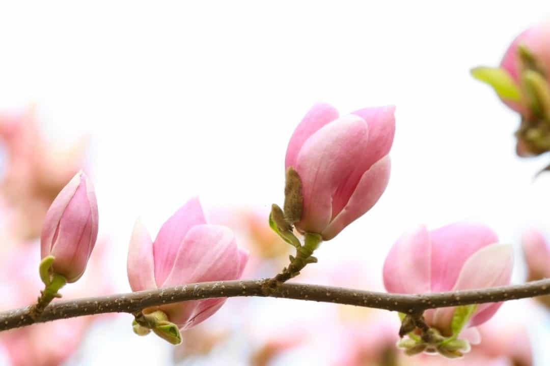 Ở Trung Quốc cổ đại, hoa mộc lan được cho là biểu tượng hoàn hảo của vẻ đẹp và sự dịu dàng của người phụ nữ, hoa còn tượng trưng cho sự trong trắng.