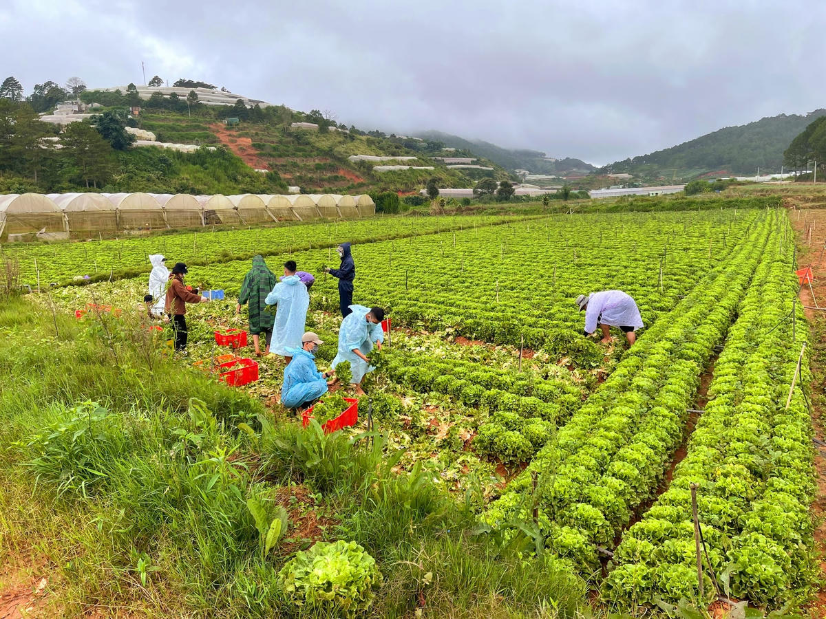 Các tình nguyện viên thu hoạch rau củ quả tại Lâm Đồng để đưa về Thành phố Hồ Chí Minh.