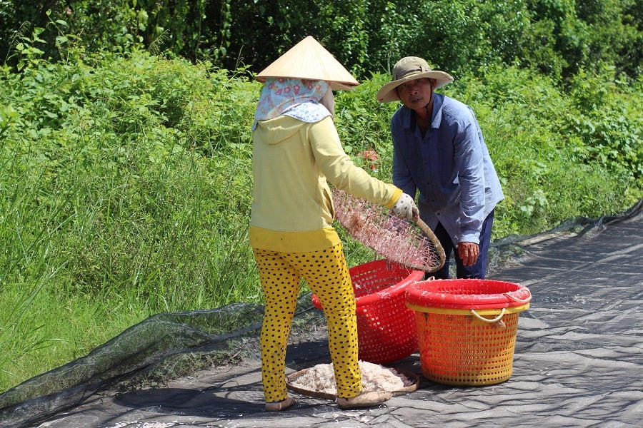 Ngư dân không có ngư ngụ cũng thu mỗi ngày hơn 100 ngàn đồng nhờ nghề phơi ruốc