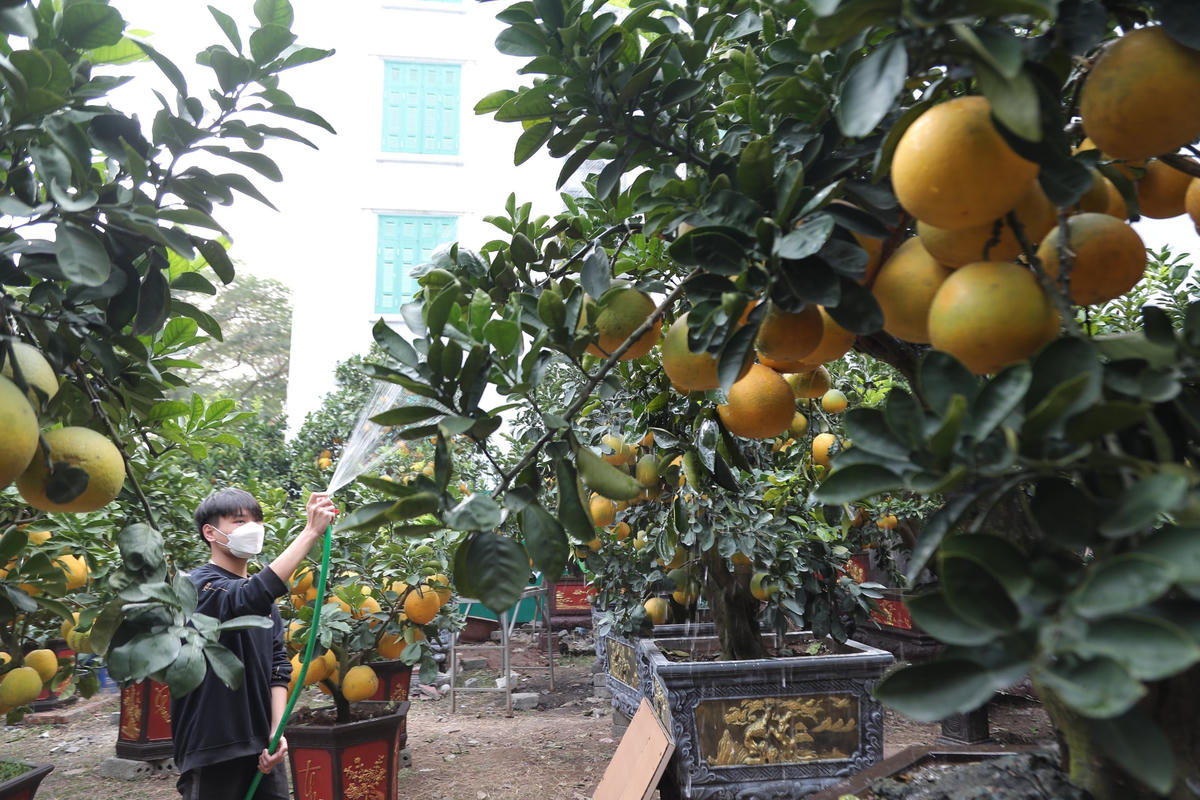 Những cây bưởi có tuổi đời từ 30-40 năm. Có những cây, ông Thắng ghép đến 200 trái bưởi to, đẹp, kích cỡ đồng đều, được chọn lọc kĩ khi lên cây.