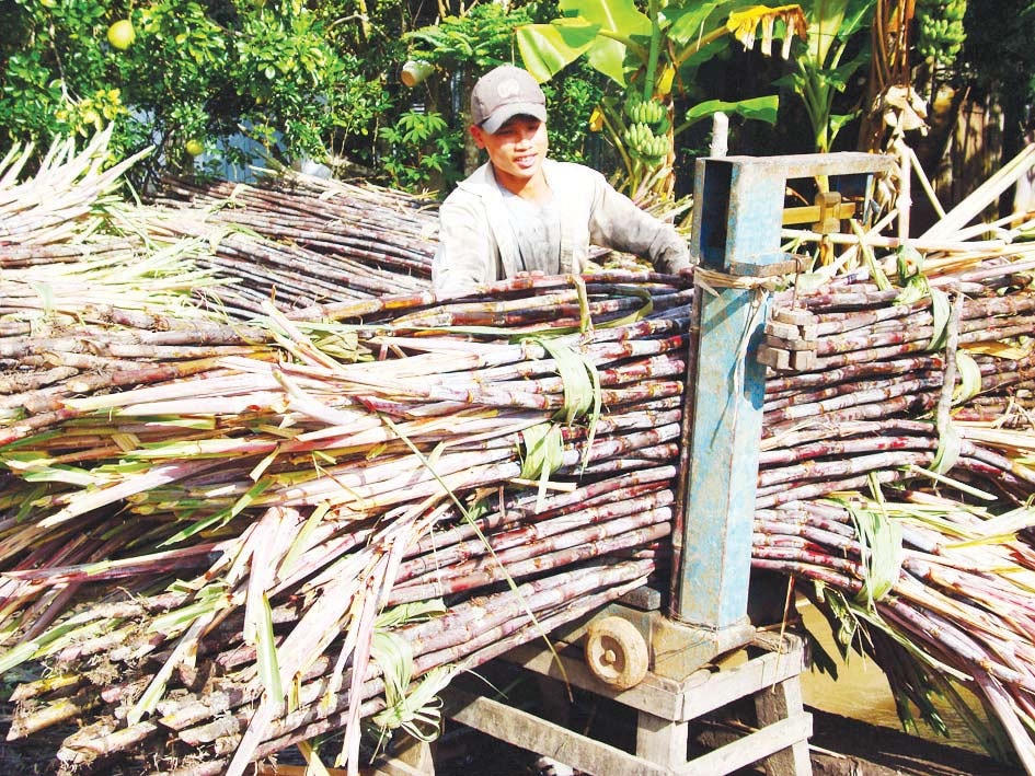 Các chuyên gia cảnh báo, đường lỏng giá rẻ nhập ngoại sẽ gây tác động nặng nề lên ngành mía đường trong nước.