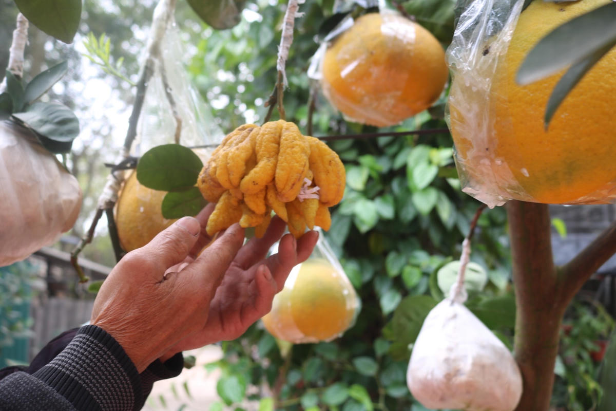 10 loại quả "rủ" nhau chín đều những ngày cận Tết. 
