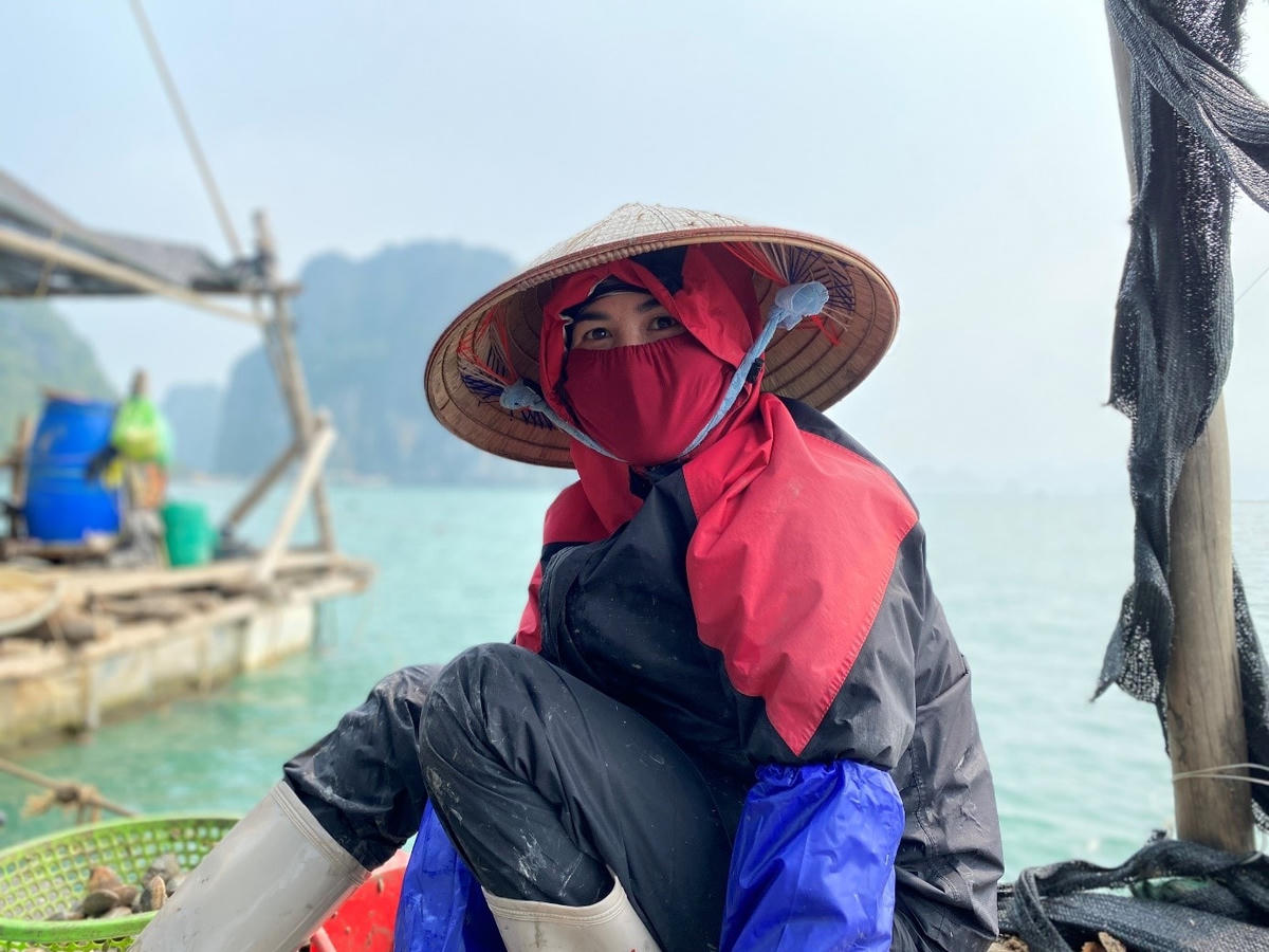 Quảng Ninh: Tìm đầu ra cho nhuyễn thể Vân Đồn