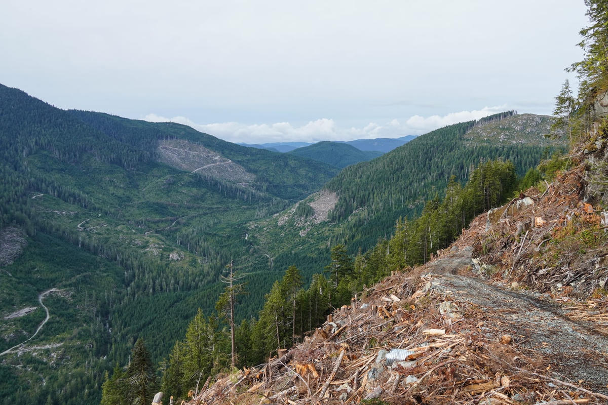 Khai thác gỗ tràn lan ở tỉnh British Columbia đã khiến trận lũ lụt tồi tệ hơn bao giờ hết. Ảnh: The Narwhal.