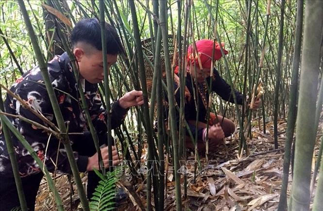 Người dân xã Dần Thàng lên rừng thu hoạch măng sặt.