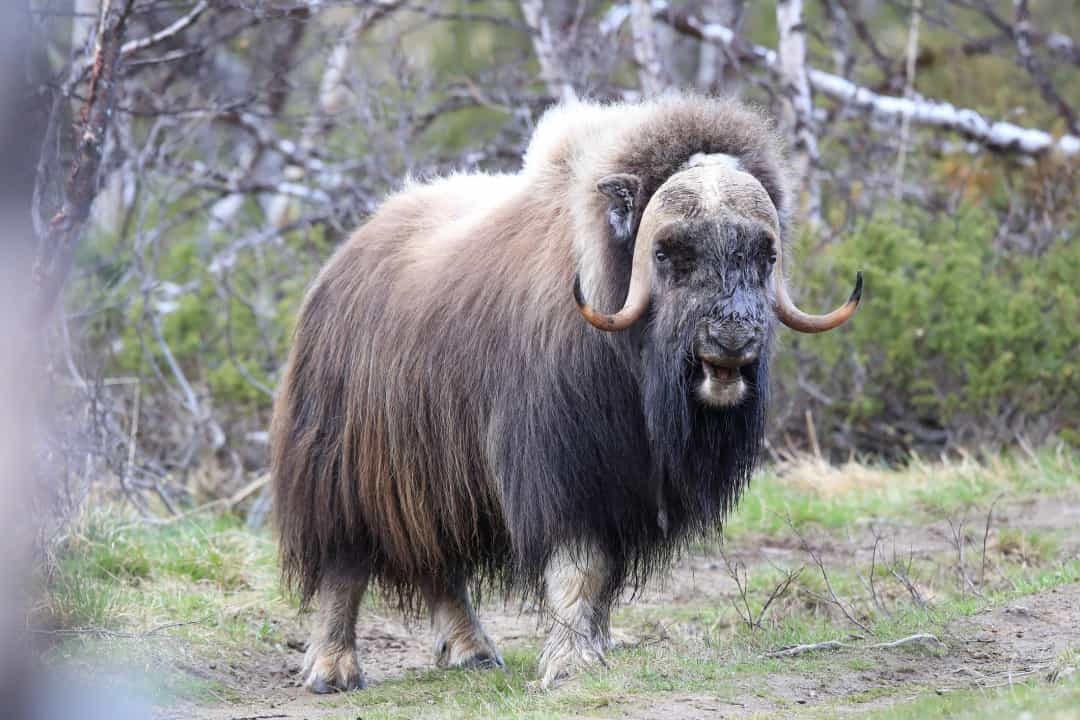Muskox có nguồn gốc từ các vùng bắc cực của Canada, Greenland và Alaska, và được biết đến với bộ ria mép hoành tráng.  