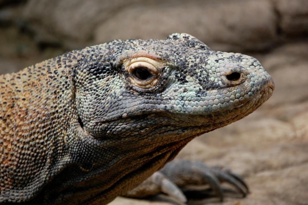 Rồng Komodo tại Vườn Quốc gia Komodo ở Indonesia. Ảnh: AP.