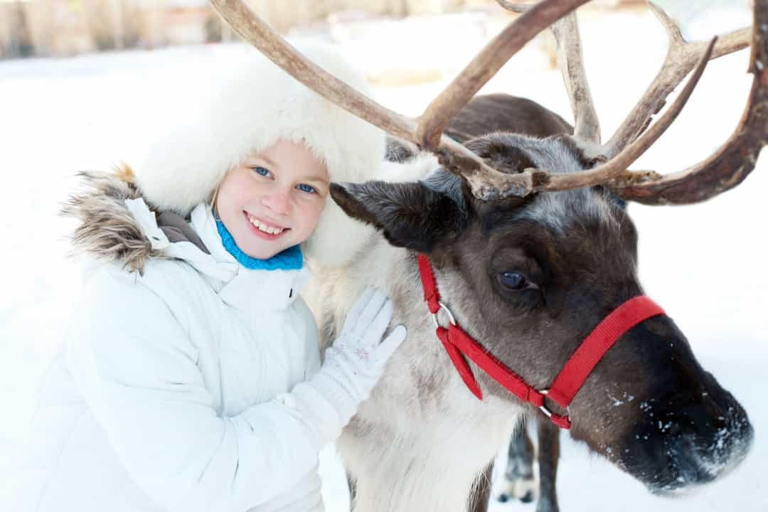 Tuần lộc rừng Phần Lan - chú tuần lộc kéo xe trượt tuyết để chở ông già Noel đi phát quà trong dịp Giáng sinh cũng được người dân địa phương rất yêu thích.
