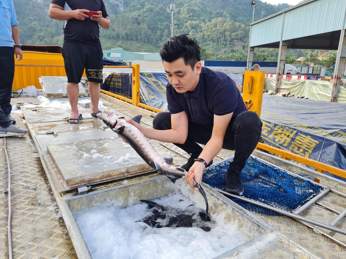 Theo các chuyên gia, cơ quan chức năng cần tăng cường kiểm tra, giám sát việc nhập khẩu cá tầm Trung Quốc.