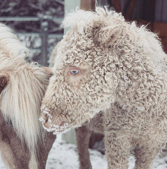 Chỉ có thể chứng kiến bộ lông xoăn của Bashkir Curly vào mùa lạnh.