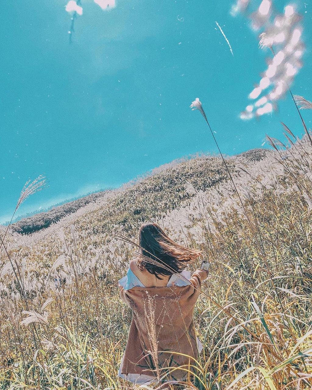 Mùa hoa lau ở Bình Liêu (Quảng Ninh). Ảnh: Talypham.