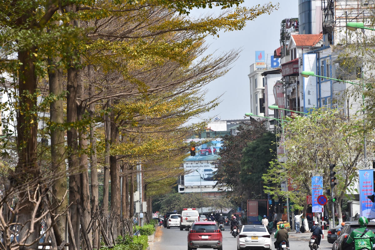 Hàng cây trên đường Kim Mã cũng rực rỡ mỗi khi có nắng.