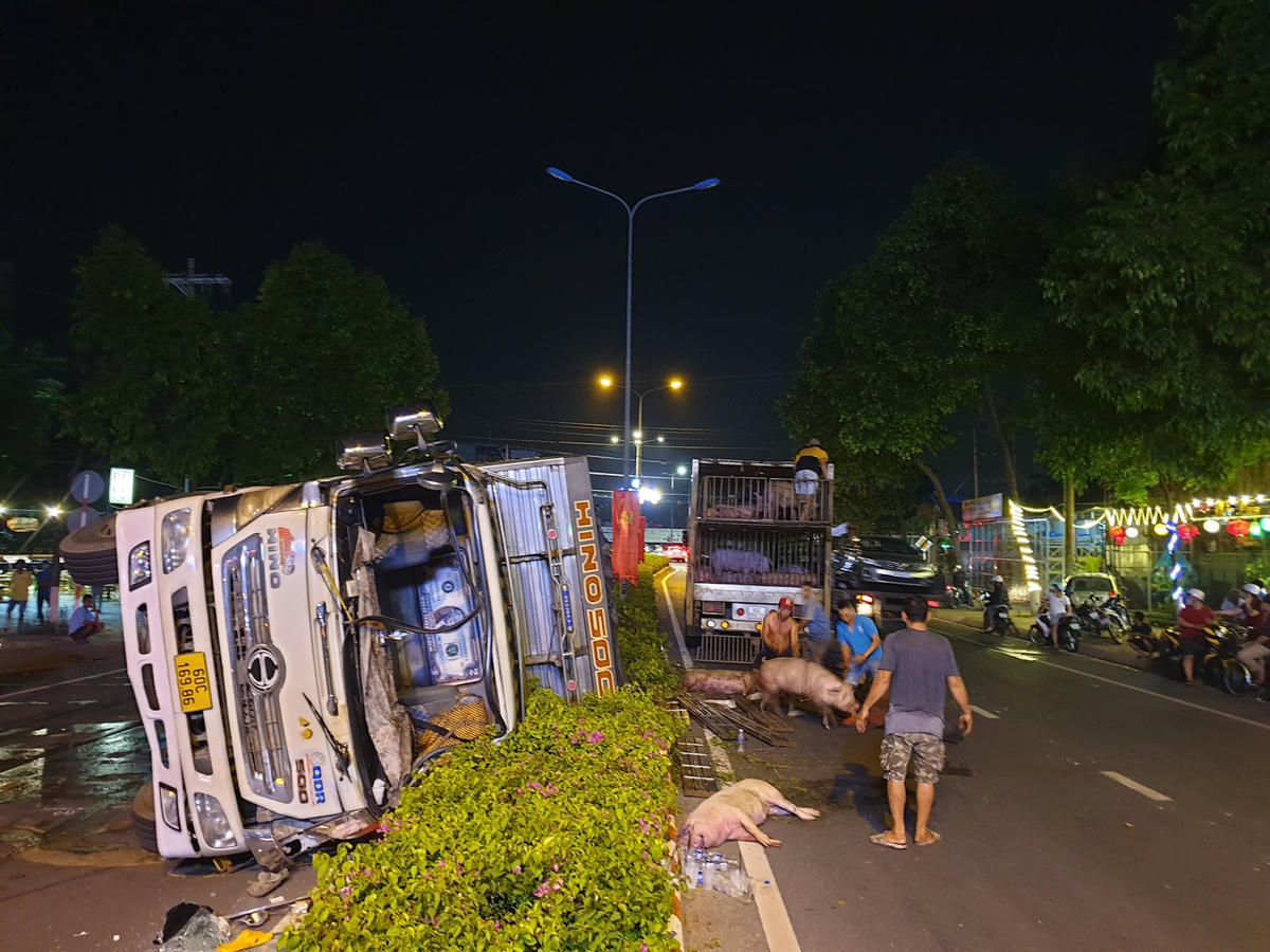 Xe tải lật, heo văng xuống đường. Ảnh: Trung Lĩnh.