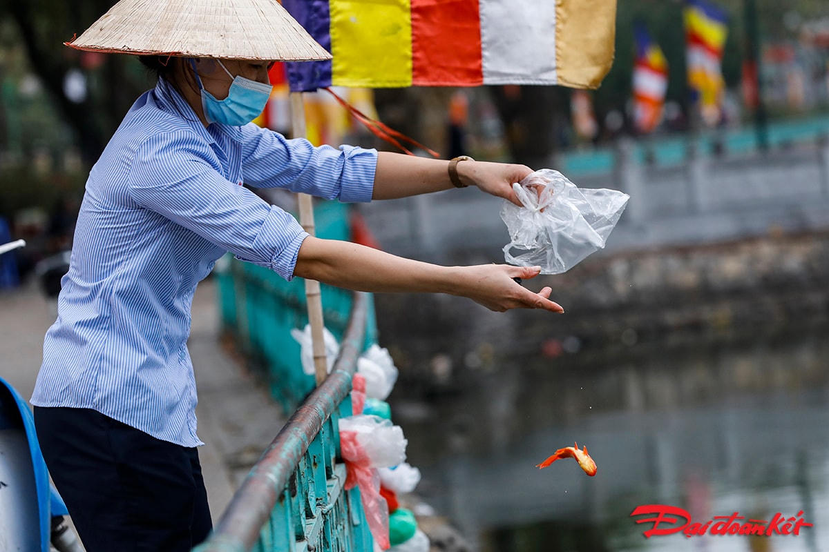 Thả cá chép đúng cách là thả từ từ, nhẹ nhàng xuống sông, hồ để cá còn có cơ hội được sống.