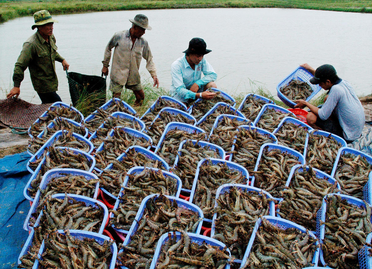 Lô tôm đầu tiên xuất khẩu sang EU.
