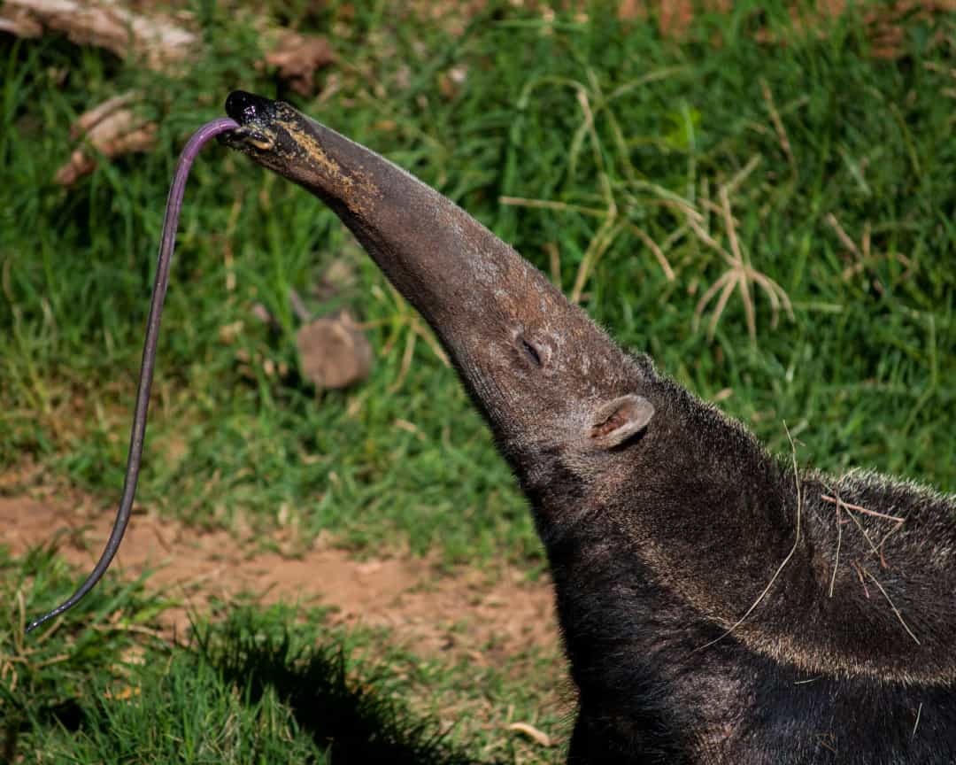 Động vật hoang dã: Những chiếc lưỡi đặc biệt và hữu dụng