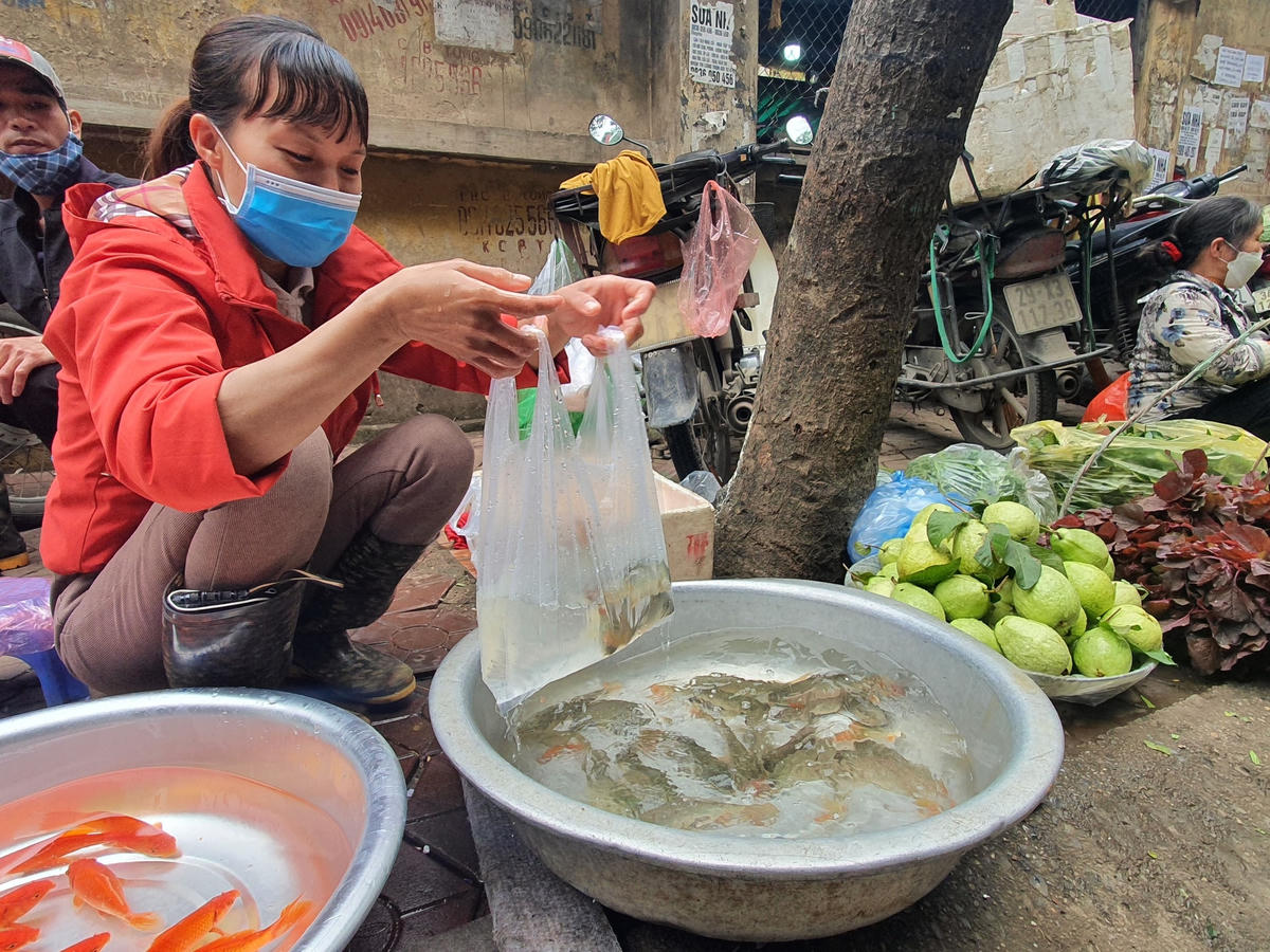 Cá chép có giá dao động từ 20.000 đến 40.000 đồng/con tuỳ kích cỡ. 
