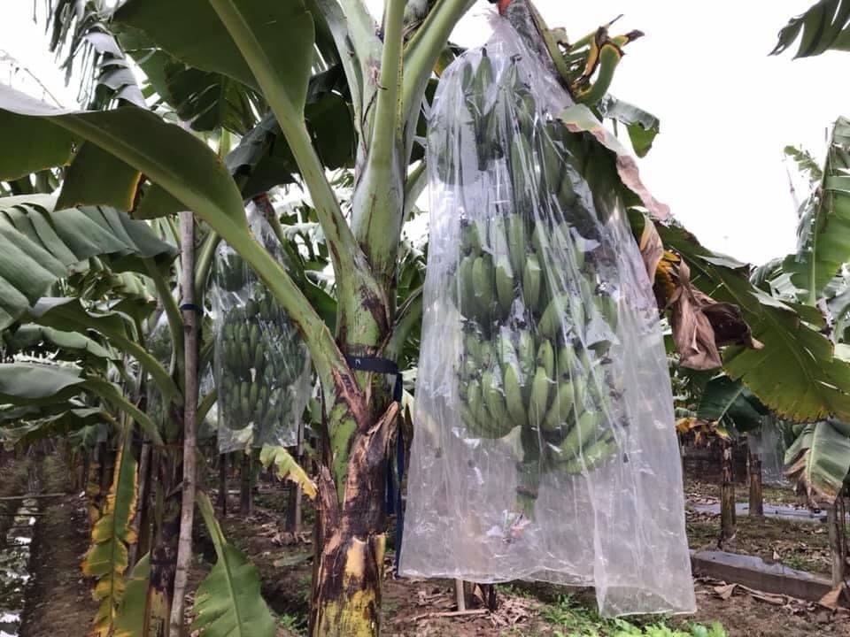 Chuối không tiêu thụ được, người dân lo lắng.