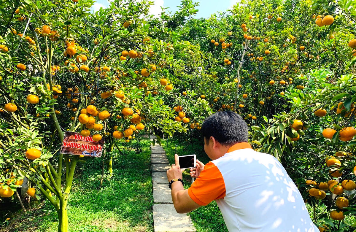 Du khách chụp hình lưu niệm vườn quýt hồng.