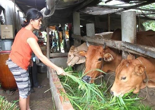 Bà Thạch Thị Dện ở xã Tân Mỹ, huyện Trà Ôn (Vĩnh Long) chăm sóc đàn bò do đề án hỗ trợ nuôi bò sinh sản cho hộ nghèo hỗ trợ.