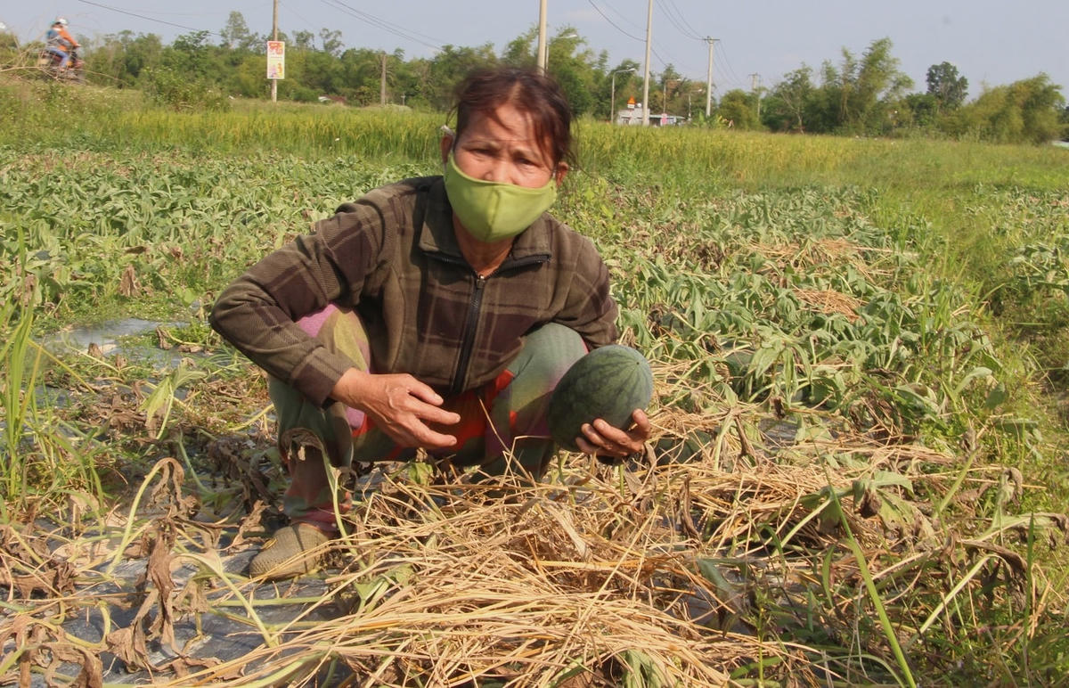 Bà Nguyễn Thị Thu Lan xót xa nhìn dưa hấu hư hỏng.