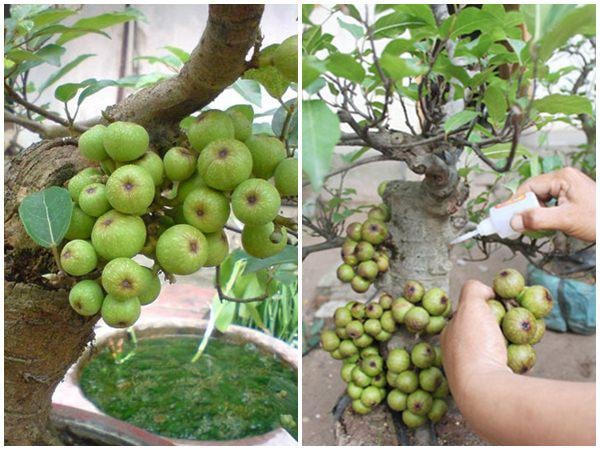 Sung là một trong những loại cây cảnh được nhiều chủ buôn gắn quả, cành giả.