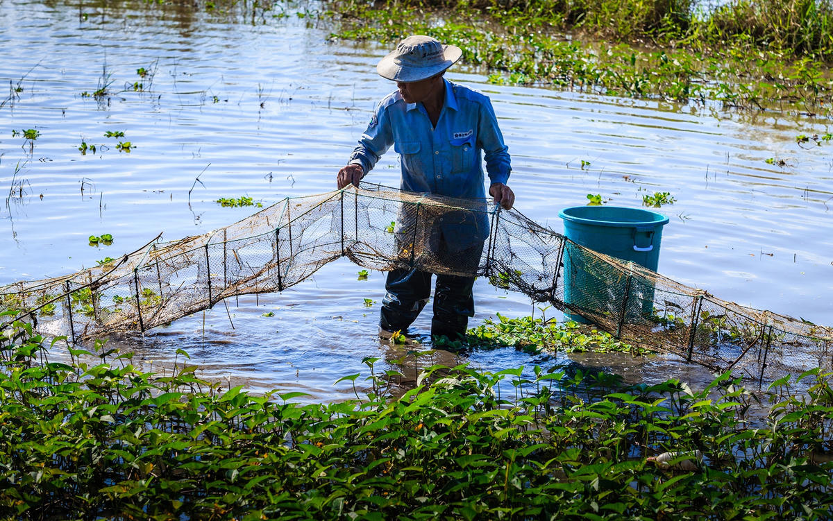 Sau 1 ngày đặt lú, sáng ngày hôm sau, người dân sẽ kiểm tra để thu hoạch tôm, cá.