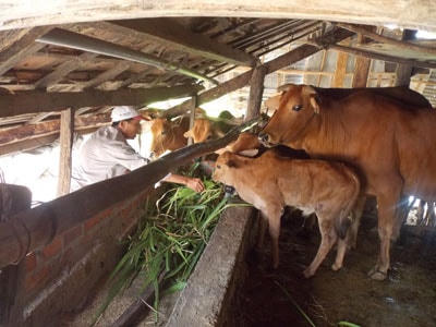 Chăm sóc đàn bò sinh sản.