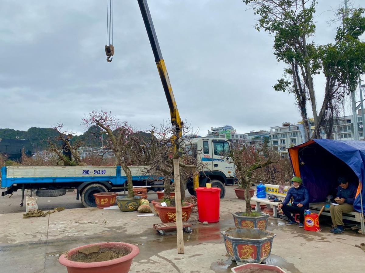 Anh Đỗ Văn Dũng, một người buôn đào từ Hải Phòng chia sẻ: "Năm nay, sức mua của người dân thật sự rất thấp. Bên cạnh đó, chợ hoa cũng mở “lốt” muộn nên tôi không có nhiều thời gian để bán hàng. Rất may tôi cũng đã bán đc 60% gốc đào đủ hoà vốn và đào của tôi bán là cây nguyên gốc có thể chở về chăm tiếp chứ không phải chặt bỏ nhưng chi phí thuê xe cẩu và di chuyển cũng rất tốn kém".