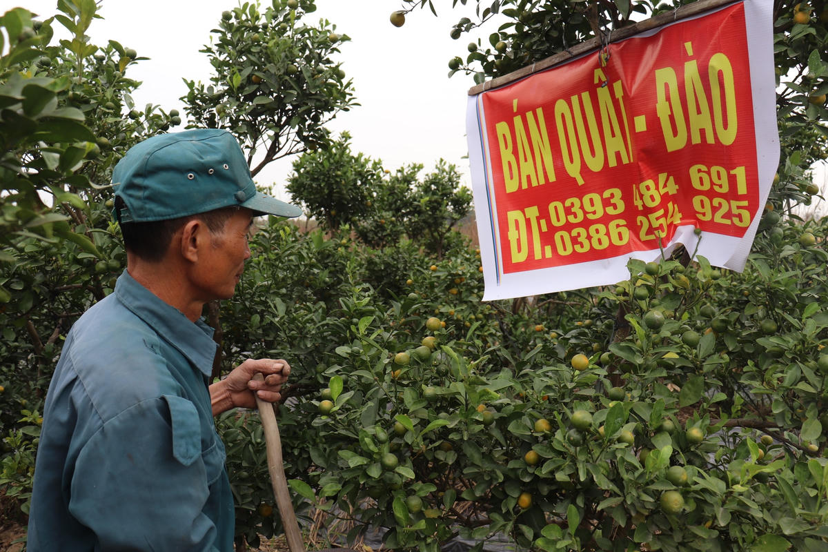 Treo bảng bán quất cả tuần nay nhưng vườn quất của ông Trí vẫn chư bán được cây nào.