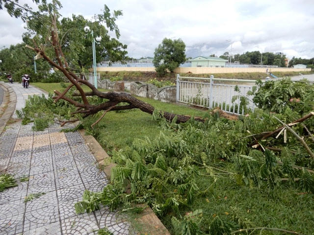 Đà Nẵng: Nhiều cây xanh bật gốc, người dân ra biển bắt cá sau bão