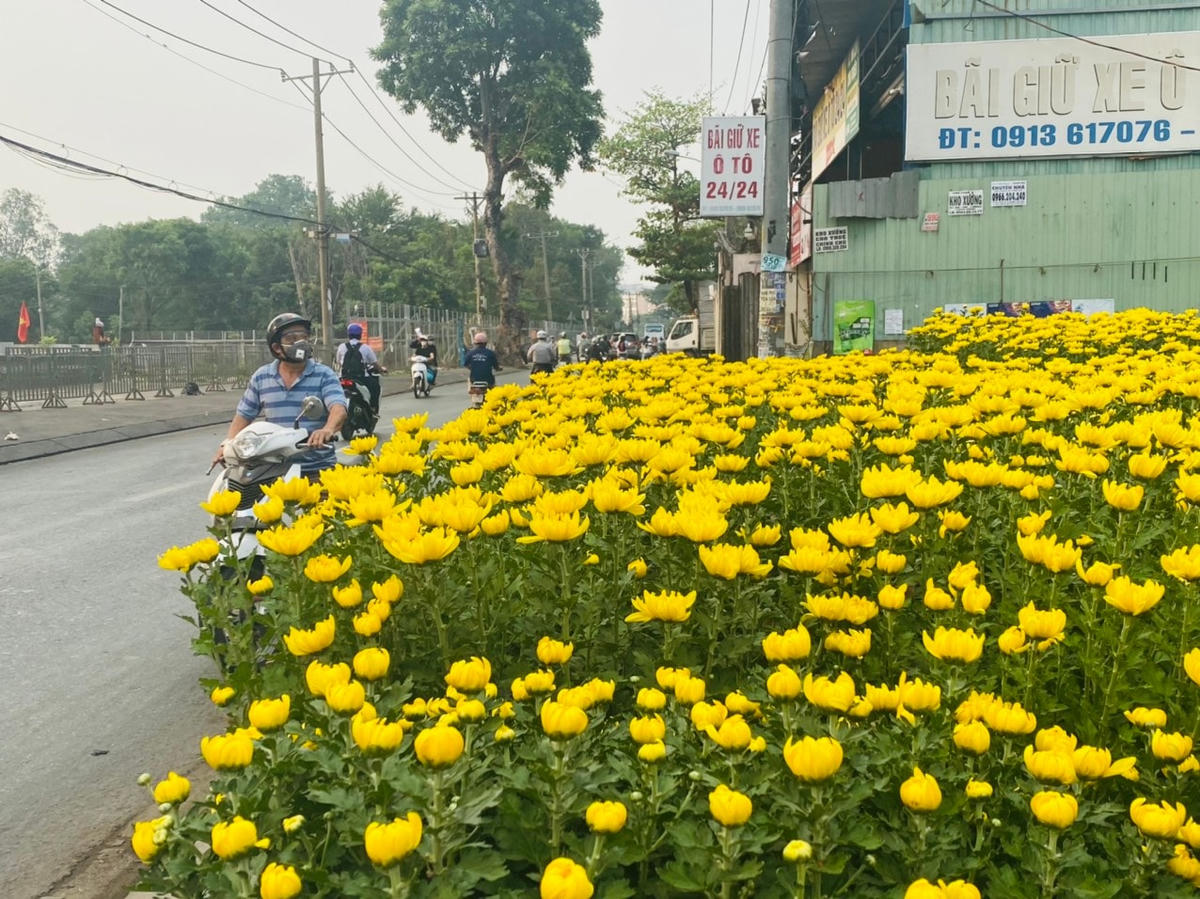 Cúc có màu vàng tươi, rất được người dân phía Nam ưa chuộng dịp Tết.
