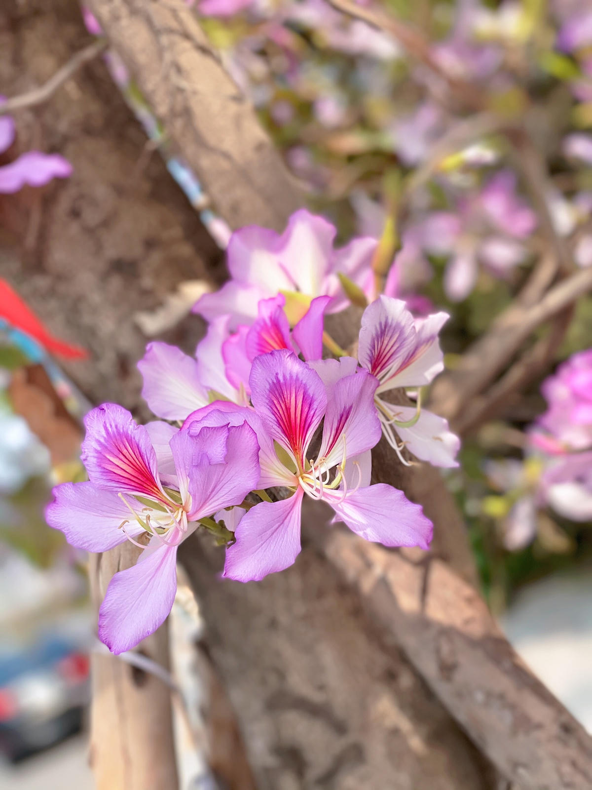 Loài hoa đặc trưng của núi rừng Tây Bắc này thường có màu trắng xen lẫn hồng, tím, khoe sắc dịu dàng khiến nhiều người say mê và yêu thích.