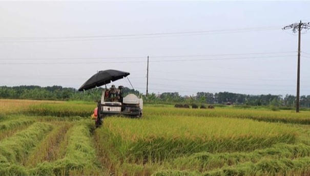 Gặt lúa giúp dân tại phường Khắc Niệm,thành phố Bắc Ninh.