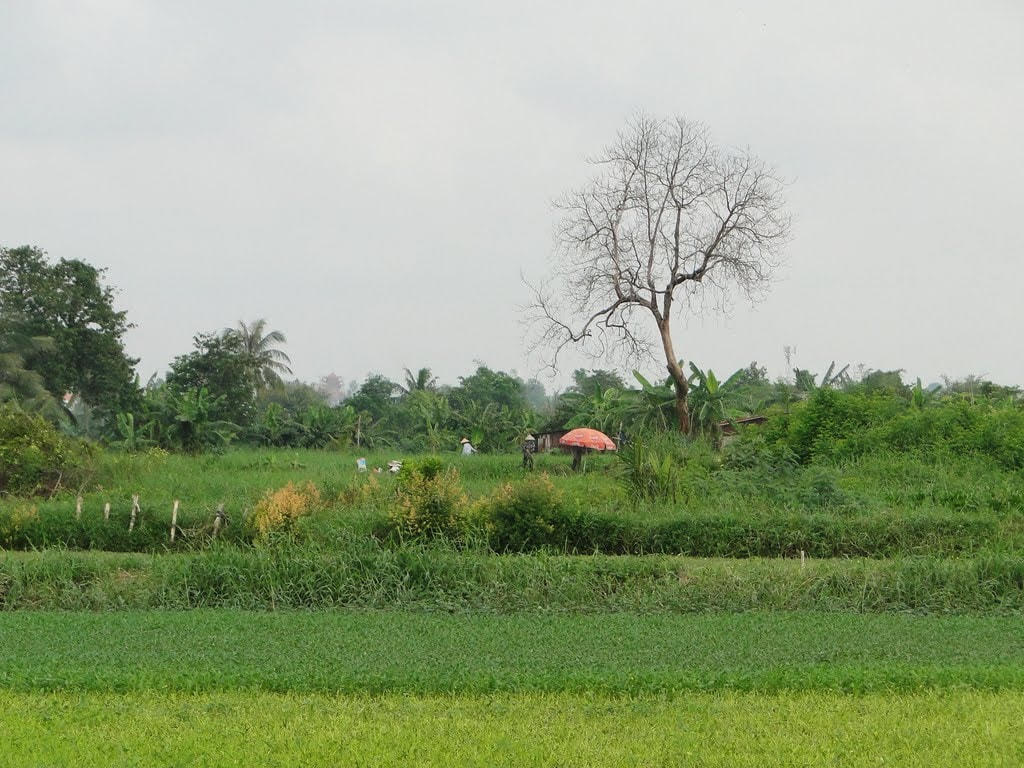 Những ruộng rau bị mắc kẹt