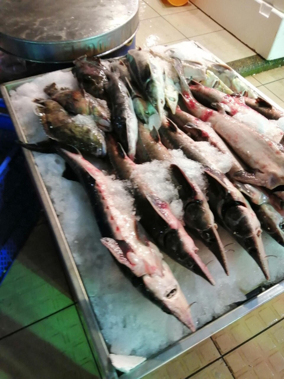 Cá tầm Trung Quốc bày bán ở chợ cá Yên Sở.
