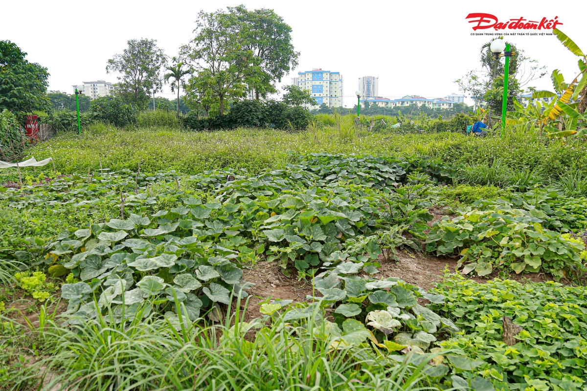 Hà Nội: Công viên rộng gần 160 nghìn m2 xuống cấp nghiêm trọng