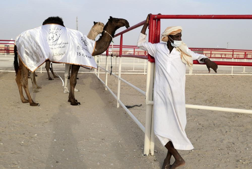 Lạc đà luôn được xem là nét văn hóa truyền thống tại Các Tiểu vương quốc Ả Rập Thống nhất. Ảnh: AP.