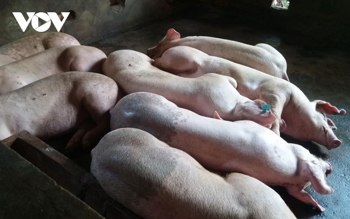 Đàn heo tại xã Tân Thới, huyện Tân Phú Đông, tỉnh Tiền Giang đang được giám sát chặt chẽ.