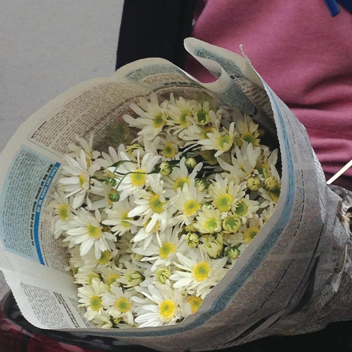 Cúc họa mi mang vẻ quyến rũ rất riêng của đầu đông Hà Nội.