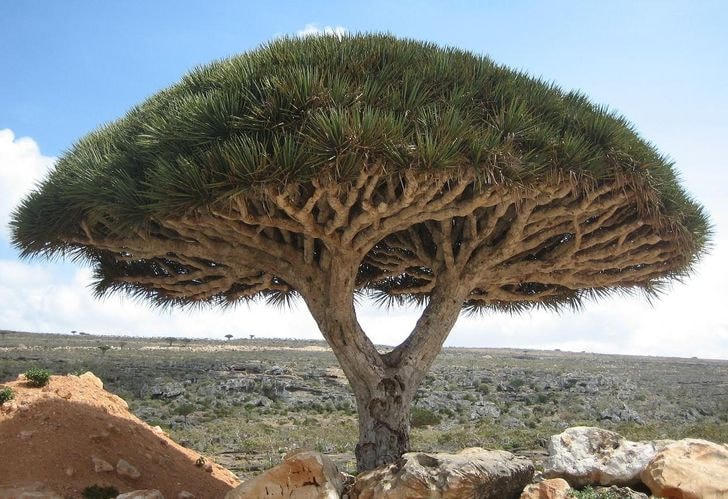 Cây rồng trên đảo Socotra, biển Ả rập.