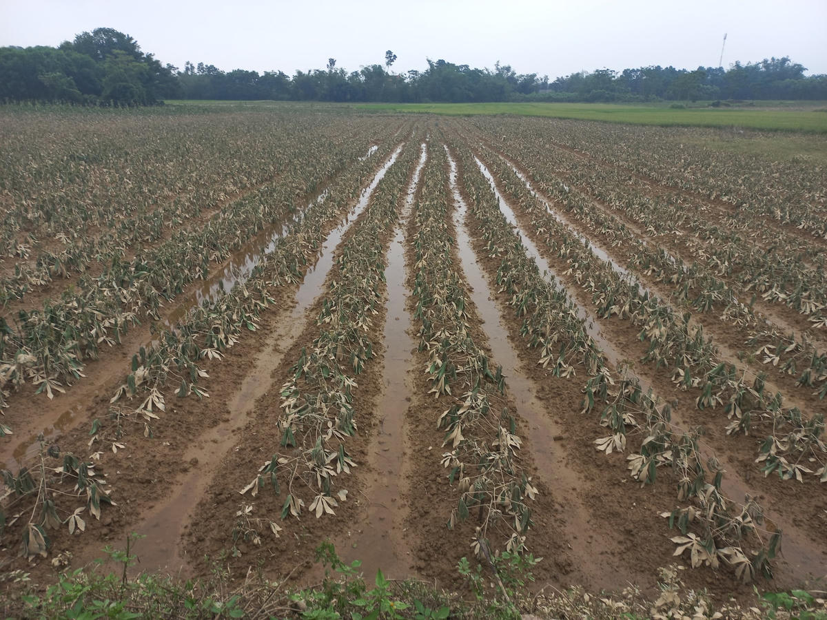 Hơn 3.000 ha hoa màu các loại cũng đã bị “ngâm” trong nước.