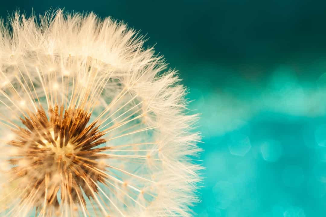 Bồ công anh tượng trưng cho việc vượt qua giai đoạn khó khăn và hạnh phúc lâu dài, đây là loài hoa đại diện cho trí tuệ cảm xúc.