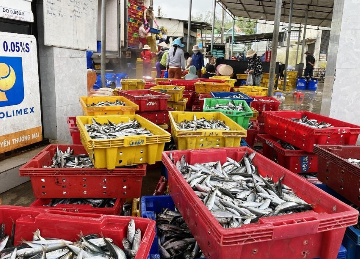 Cá nục tươi rói tại Cảng cá Tịnh Kỳ, xã Tịnh Kỳ.