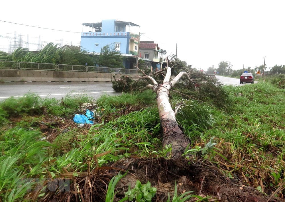 Cây to bật gốc ngã đổ ra Quốc lộ 1A, đoạn qua xã Bình Nguyên gây khó khăn cho phương tiện lưu thông qua lại. (Ảnh: Lê Ngọc Phước/TTXVN).