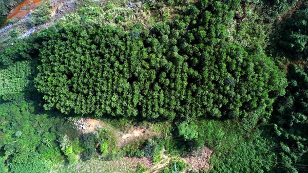 Hình ảnh cây năng lượng trồng tại mỏ Núi Pháo.  